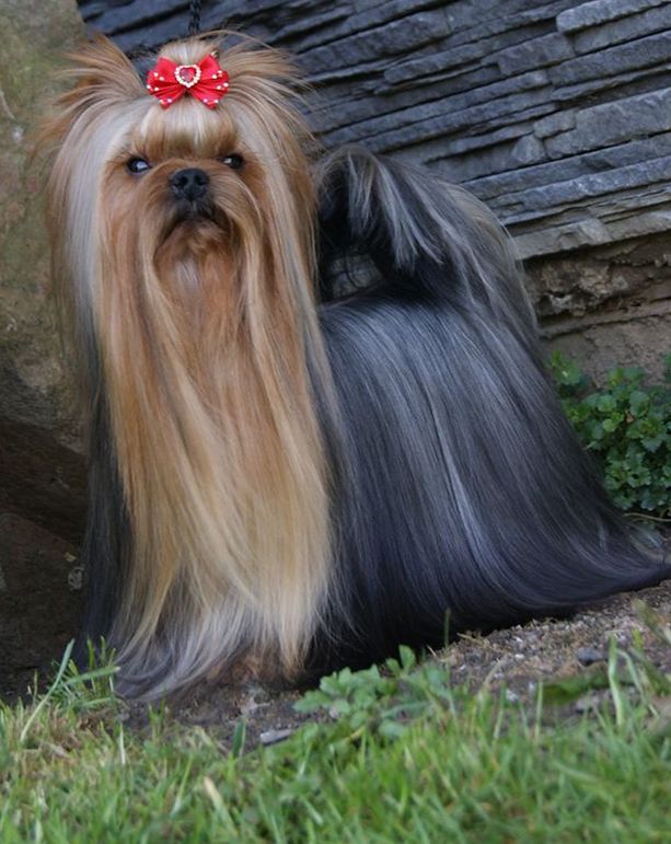 The Lion King Stribrne Prani — Labaza DogPedigree YorkshireTerrier